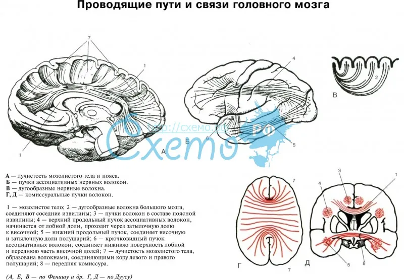 Проводящие пути и связи головного мозга