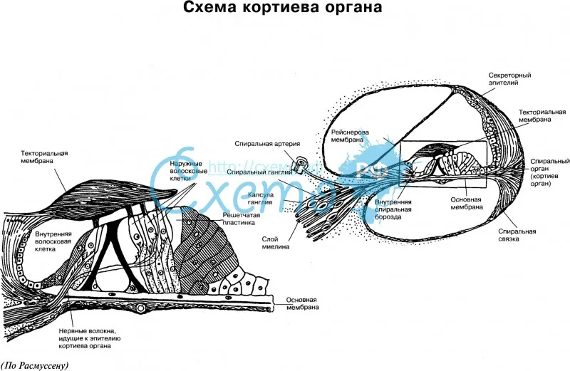 Схема кортиева органа
