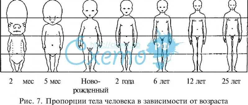 Пропорции тела человека в зависимости от возраста