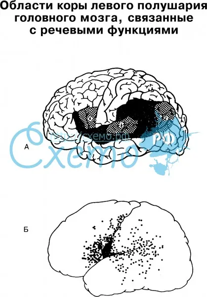 Области коры левого полушария головного мозга, связанные с речевыми функциями
