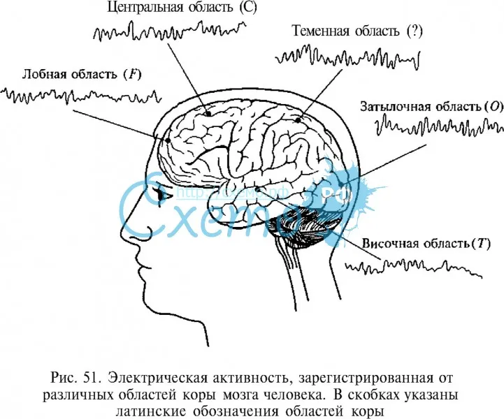 Электрическая активность, зарегистрированная от различных областей коры мозга человека