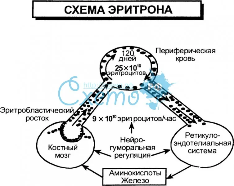 Схема эритрона