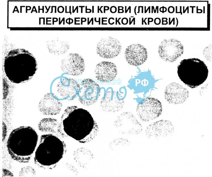 Агранулоциты крови (лимфоциты периферической крови)