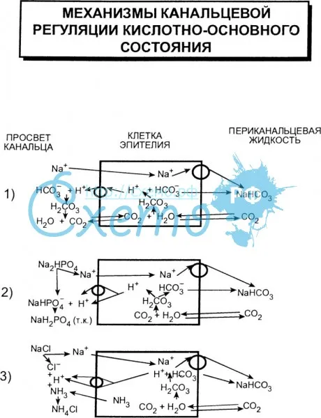 Механизмы канальцевой регуляции кислотно-основного состояния