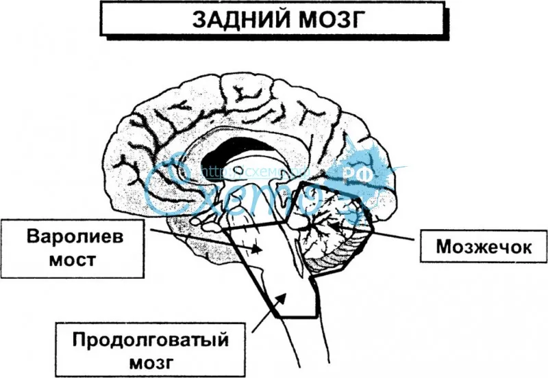 Задний мозг