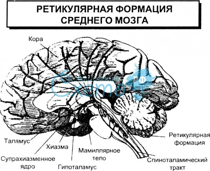 Ретикуляционная формация среднего мозга