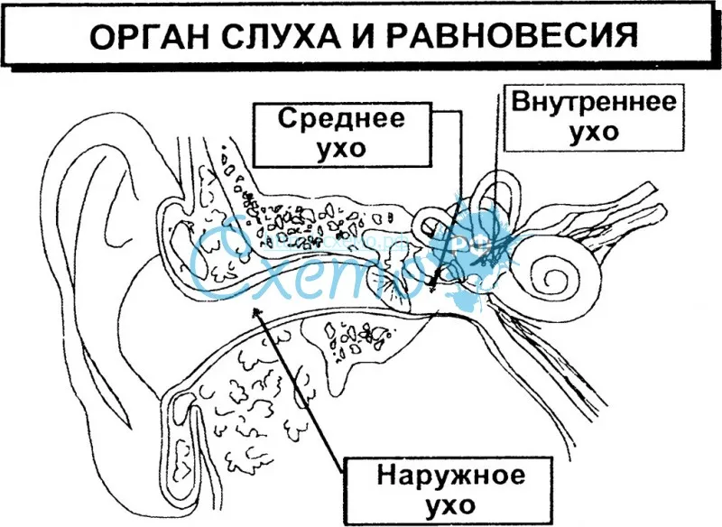 8 орган слуха и равновесия. Строение органа слуха. Орган слуха и равновесия. Схема строения органа слуха и равновесия. Орган слуха и орган равновесия.