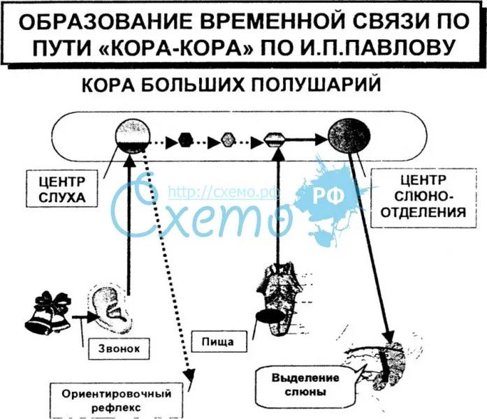 Образование временной связи по пути кора-кора по И.П. Павлову