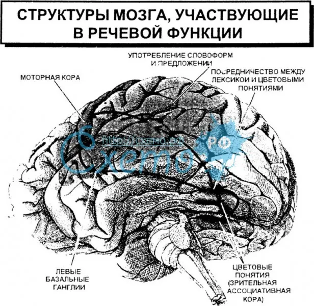 Структуры мозга, участвующие в речевой функции
