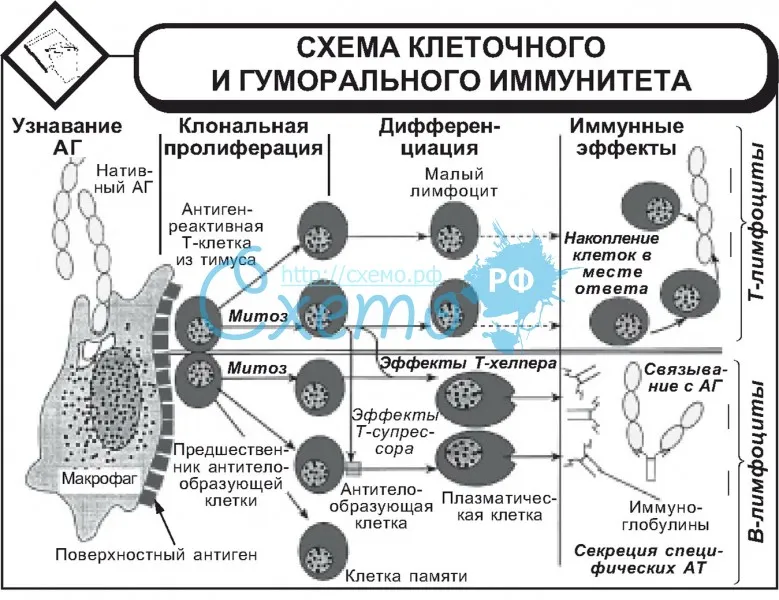 Схема клеточного и гуморального иммунитета