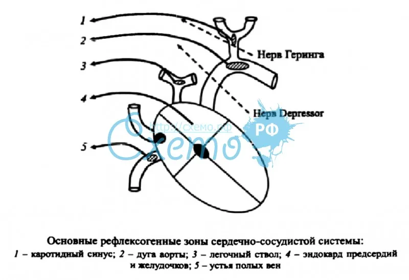 Основные рефлексогенные зоны сердечно-сосудистой системы