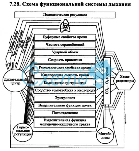 Схема функциональной системы дыхания