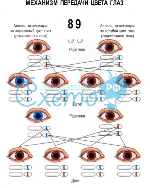 Механизм передачи цвета глаз