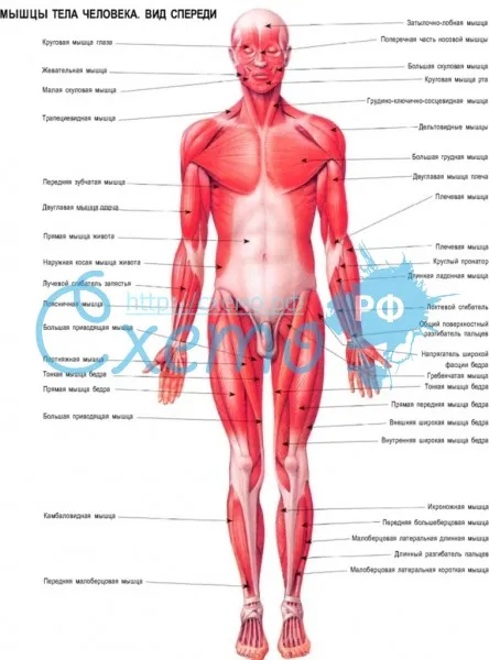 Мышцы тела человека. Вид спереди