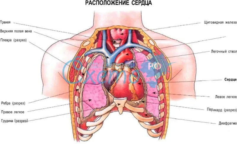 Сердце снизу. Строение внутренних органов грудной клетки женщины. Анатомия человека грудная клетка внутренние органы. Анатомия грудной клетки женщины с органами. Расположение органов у человека сердце.