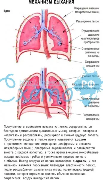 Механизм дыхания