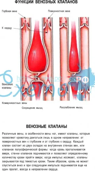 Функции венозных клапанов