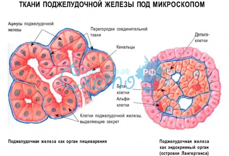 Ткани поджелудочной железы под микроскопом
