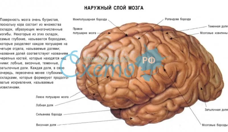 Наружный слой мозга