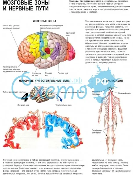 Мозговые зоны и нервные пути