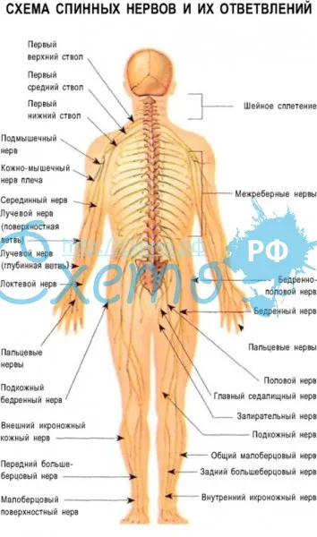 Схема спинных нервов и их ответвлений