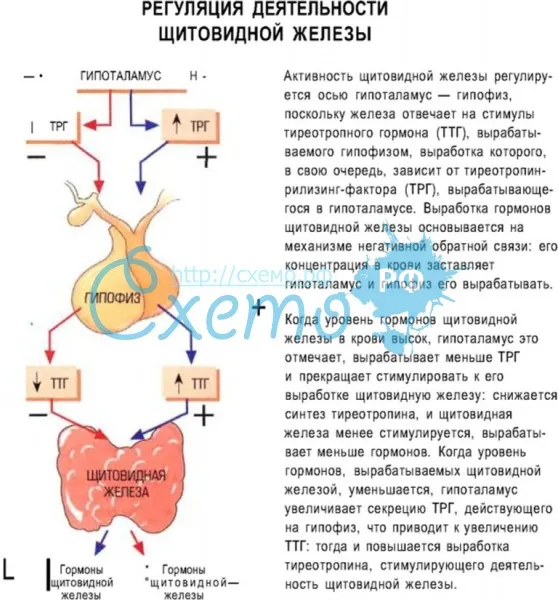 Регуляция деятельности щитовидной железы