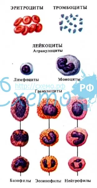 Форменные элементы крови (агранулоцит, гранулоцит)