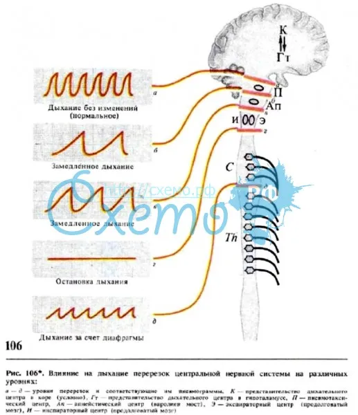 Влияние на дыхание перерезок центральной нервной системы