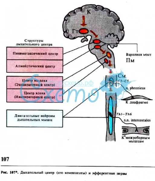 Дыхательный центр (его компоненты) и эфферентные нервы