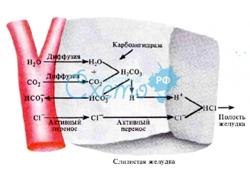 Схема образования HCl желудочного сока