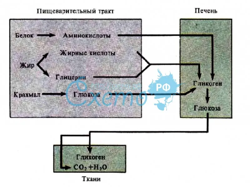 Схема углеводного обмена
