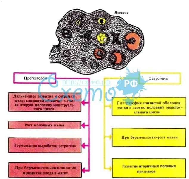 Гормоны яичника и их функции (прогестерон, эстрогены)
