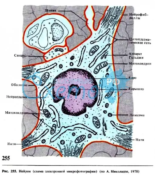 Нейрон (схема электронной микрофотографии)