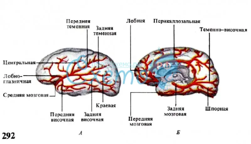 Главные артерии мозга человека