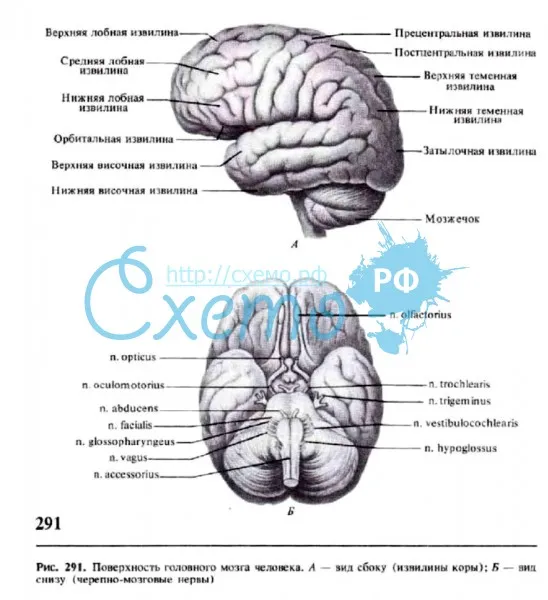 Поверхность головного мозга человека