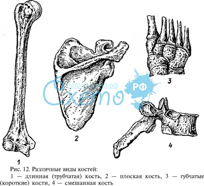 Различные виды костей: длинная (трубчатая) кость, плоская кость, губчатые (короткие) кости, смешанна