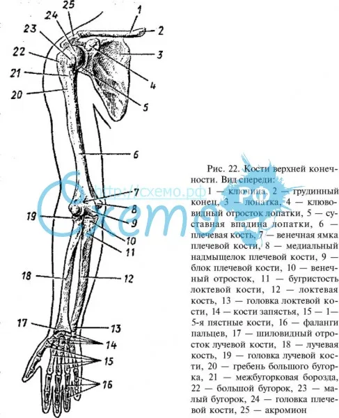 Кости верхней конечности (ключица, лопатка, локтевая кость, кости запастья, акромион)