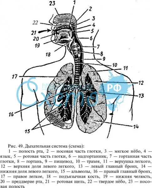 Дыхательная система
