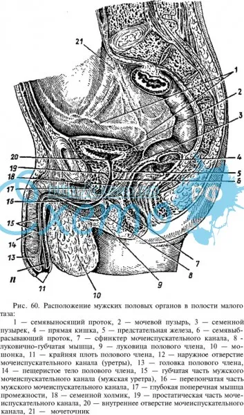 Расположение мужских половых органов в полости малого таза