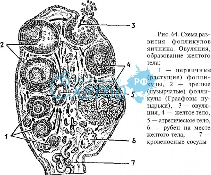 Схема развития фолликулов яичника. Овуляция, образование желтого тела