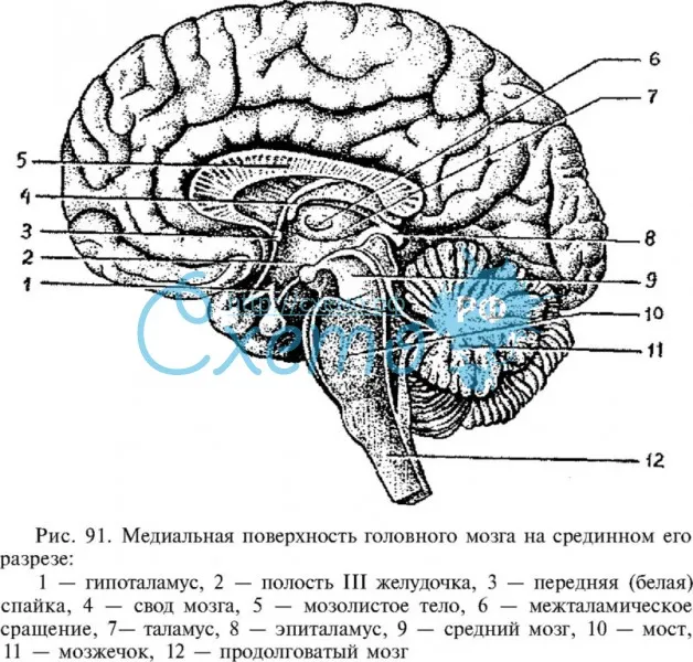 Медиальная поверхность головного мозга
