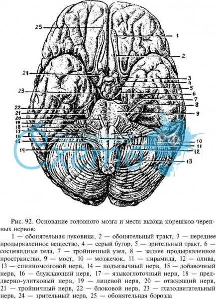 Основание головного мозга и места выхода корешков черепных нервов