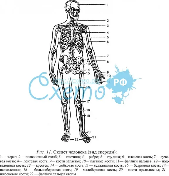 Скелет человека (вид спереди)