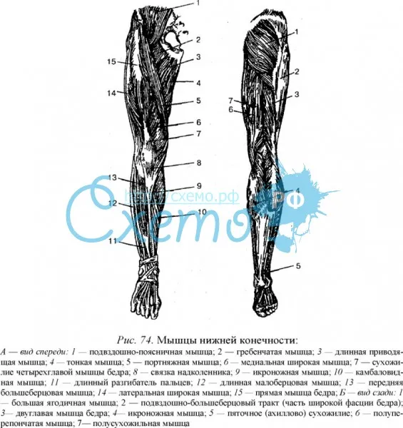 Мышцы нижней конечности