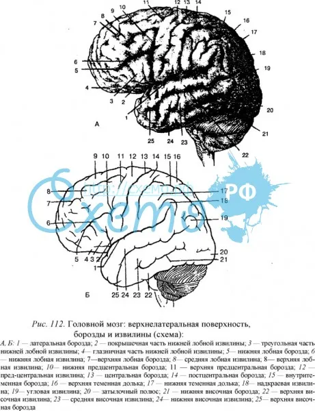 Головной мозг: верхнелатеральная поверхность, борозды и извилины