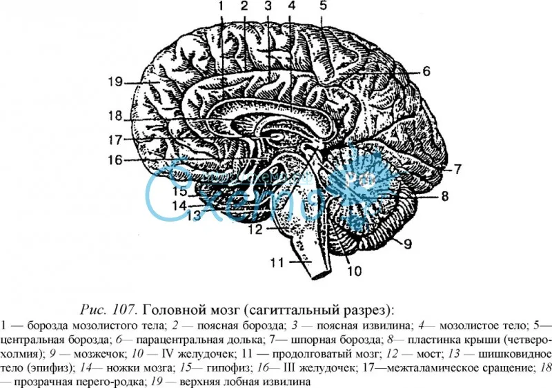 Головной мозг (сагиттальный разрез)
