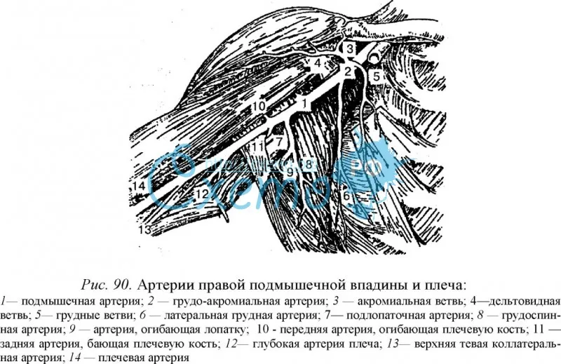 Артерии правой подмышечной впадины и плеча