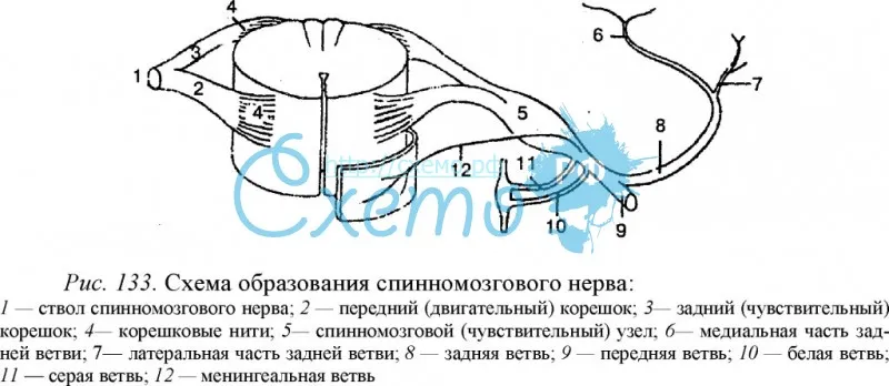 Схема образования спинномозгового нерва