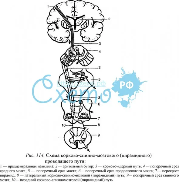 Схема корково-спинно-мозгового (пирамидного)  проводящего пути