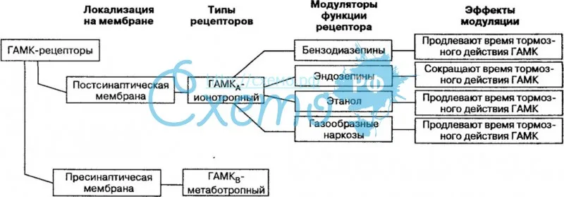 Гамма-аминомасляная кислота , ГАМК-ергическая система